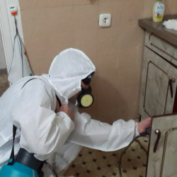 Дезинфекция от муравьев в квартире Комендантский проспект метро Спб